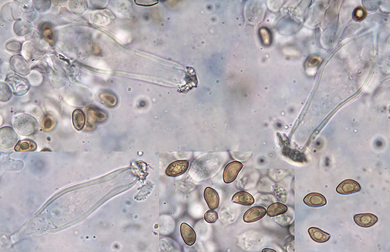 Inocybe alluvionis spores pleurocystidia Inocybe alluvionis spory cystidy